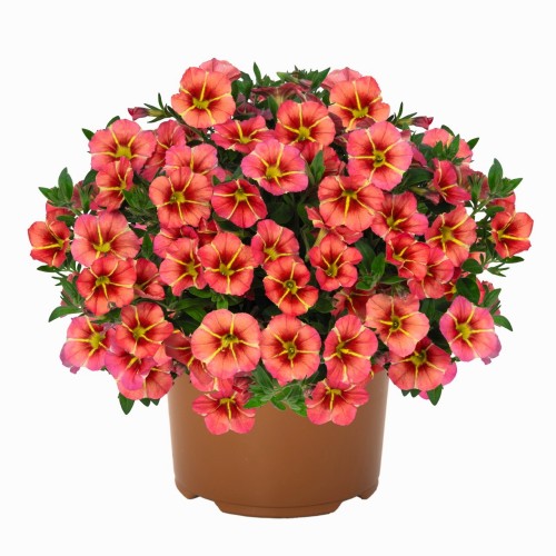 Calibrachoa 'Tik Tok® Orange' - Puispetuunia 'Tik Tok® Orange'